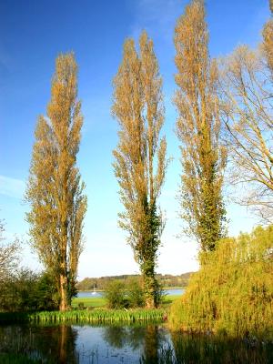 Tall Poplars Tall Poplars