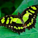 Malachite Butterfly