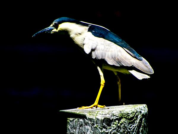 Night Heron