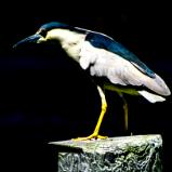 Night Heron