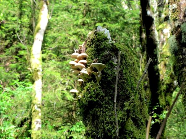 Ecola State Park, Oregon