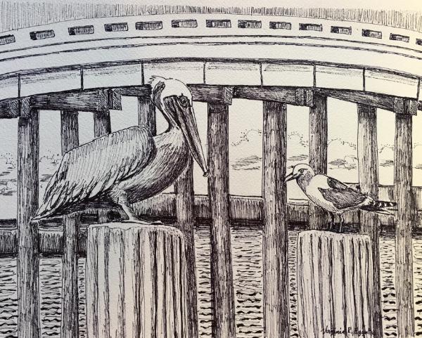 Friends (pelican & gull)
