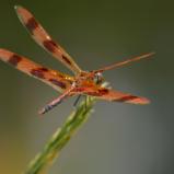 dragon fly