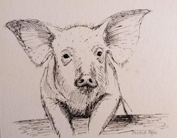 Pig