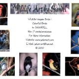 Note Cards: Birds I--Colorful Birds