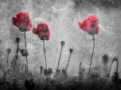 Industrial Poppies Industrial Poppies