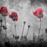 Industrial Poppies
