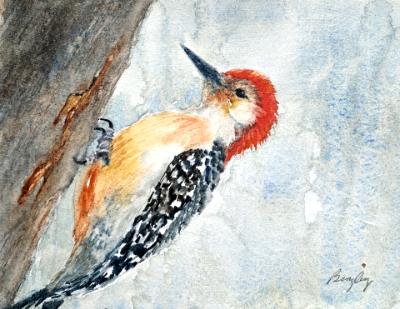 Red Bellied Woodpecker Red Bellied Woodpecker