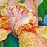 Iris 2
