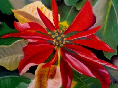 "Poinsettia" "Poinsettia"