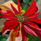 "Poinsettia" 