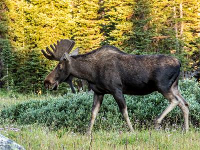 Long Lake Moose and Wildflowers Long Lake Moose and Wildflowers