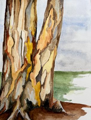 Eucalyptus Eucalyptus