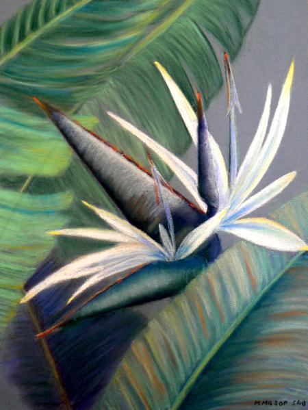 White Bird of Paradise