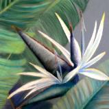 White Bird of Paradise