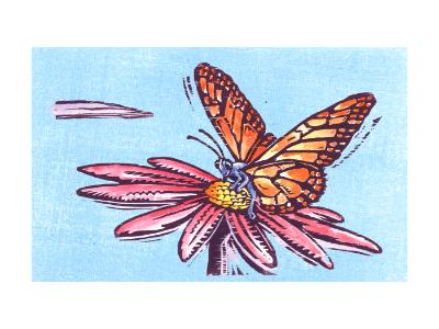 butterfly butterfly