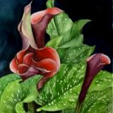 Red Purple Callas