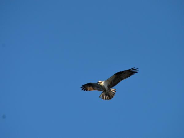 Osprey in Flight