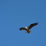 Osprey in Flight