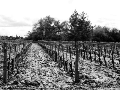 Unhindered Salvation-Grapes of Wrath Unhindered Salvation-Grapes of Wrath