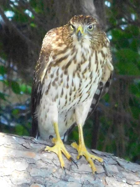 Hawk in our yard
