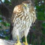 Hawk in our yard