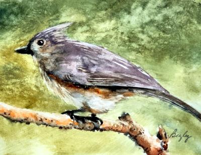 Tufted Titmouse Tufted Titmouse