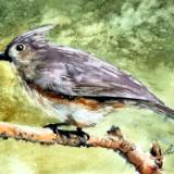 Beazley Watercolors