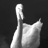 Black & White: Swan