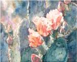 Mexican Pinks