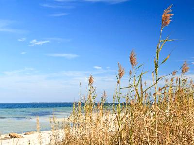 Santa Rosa Island Sea Oats Santa Rosa Island Sea Oats