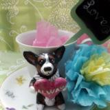 Forget me not the BHT teacup corgi