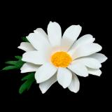 White Daisy Pin