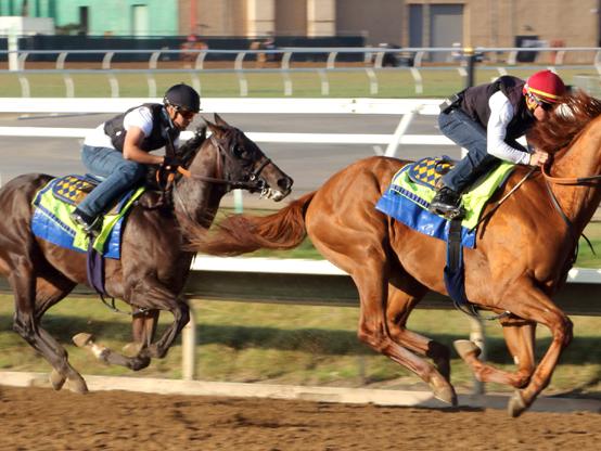 Del Mar Racetrack Morning Workout Thoroughbred Horses