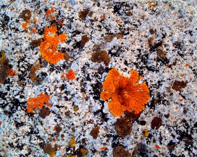 Lichens