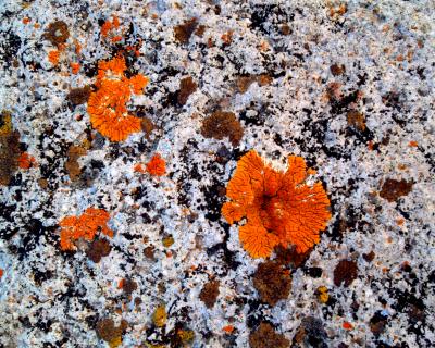 Lichens Lichens