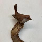 House Wren #27