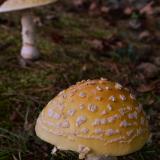 Magic Mushrooms