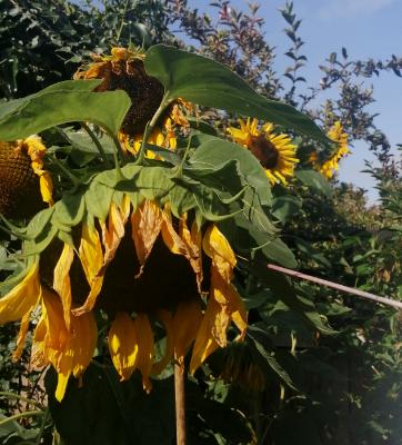 Sunflowers 