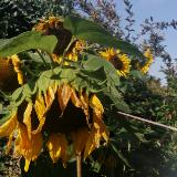 Sunflowers 