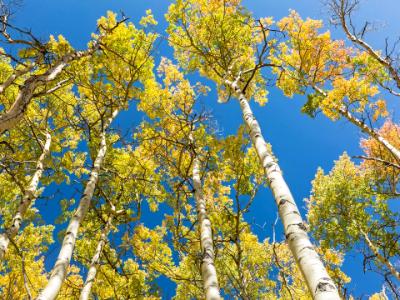 Colorful Aspen Leaves against Blue Sky Colorful Aspen Leaves against Blue Sky
