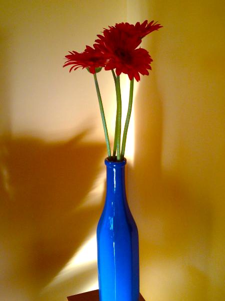 red gerbera daisies