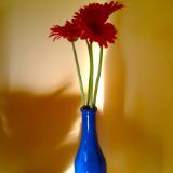 red gerbera daisies