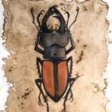 Stag Beetle