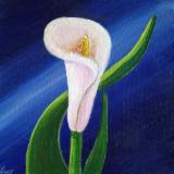 Singular Calla Lily