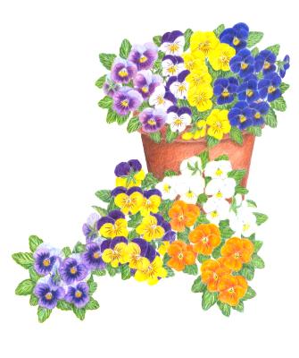 violas