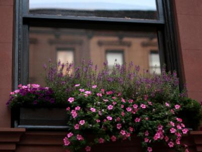 Brooklyn Heights Windowbox