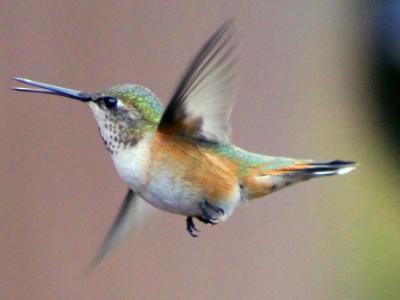 Hummer in flight Hummer in flight