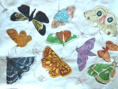 Lepidoptera I Lepidoptera I