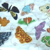 Lepidoptera I